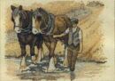 Shire Horses