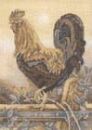 Sepia Cockerel