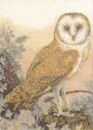 Sepia Owl