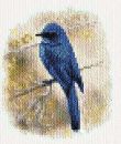 Bluebird