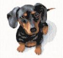 Dachshund