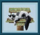 No Cats