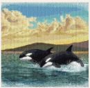 Orcas