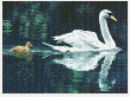 Swan