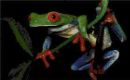 Tree Frog