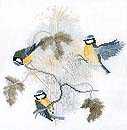 Blue Tits and Seed Heads