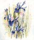 Irises Watercolour