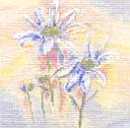 Shasta Daisies Watercolour