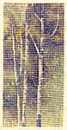 Silver Birches Watercolour