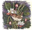 Wren and Water Lilies