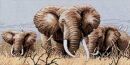 Power of the Serengeti