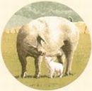 449 - Pig Tales