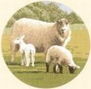448 - Woolly Jumpers
