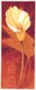 597 - Calla Lily