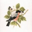 378 - Bull Finch