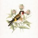 380 - Goldfinch