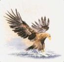 481 - Eagle in Flight