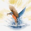 482 - Kingfisher in Flight