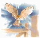 483 - Owl in Flight