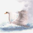 484 - Swan in Flight