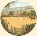 273 - Buttercup Meadow