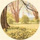 241 - Daffodil Wood