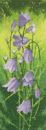 536 - Harebell Panel