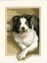 418 - Border Collie