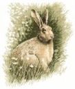 297 - Brown Hare