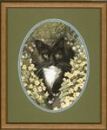 346 - Black and White Cat