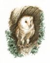 402 - Barn Owl