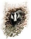 296 - Badger