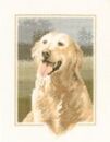 419 - Golden Retriever