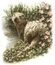 437 - Otter