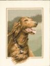 416 - Red Setter