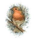 401 - Robin Redbreast