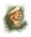 295 - Red Squirrel