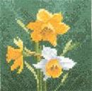 494 - Mini Daffodils