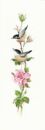 563 - Sonatina Rose