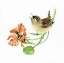 569 - Simply Wren